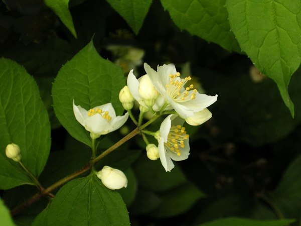 太平花(huā)的(de)圖片