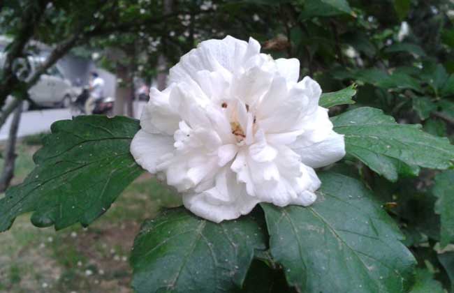 白花(huā)重(zhong)瓣木(mù)槿