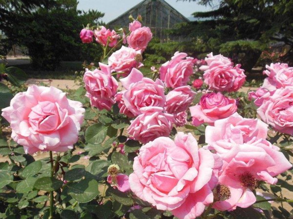 大(da)花(huā)月季圖片