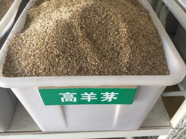 高(gao)羊茅.jpg