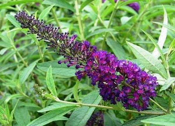 大(da)花(huā)醉魚草(cǎo)圖片