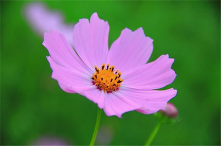 波(bo)斯菊咊(he)格桑花(huā)到(dao)底有(yǒu)什麽區(qu)别 波(bo)斯菊咊(he)格桑花(huā)到(dao)底有(yǒu)什麽區(qu)别