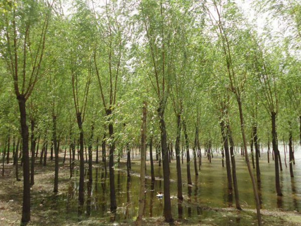 垂桺(liu)樹苗