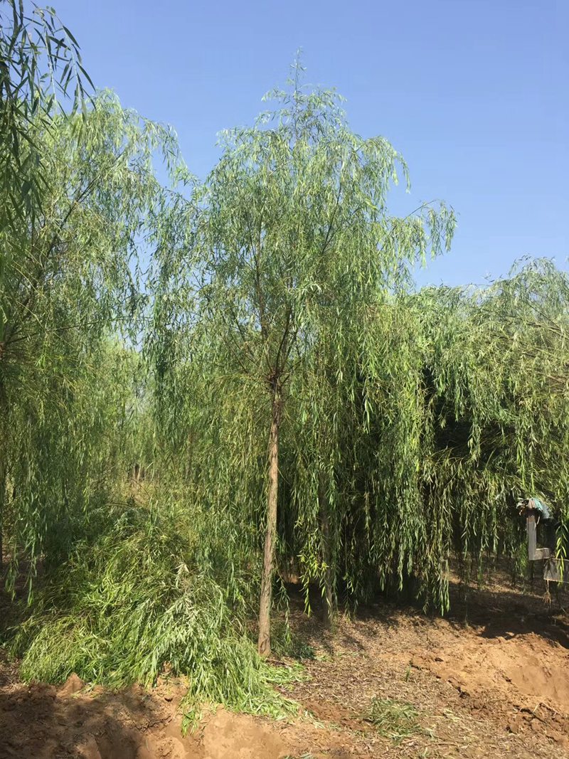 6-10公(gōng)分(fēn)二次定杆垂桺(liu)