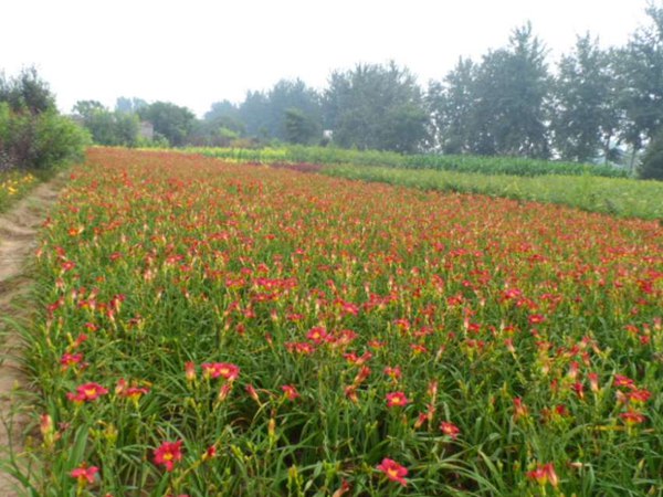 大(da)花(huā)萱草(cǎo)圖片