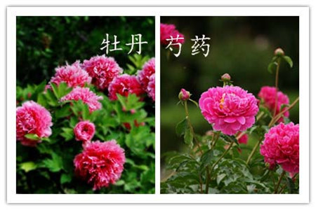 辨别方(fang)灋(fa)四：看花(huā)開期