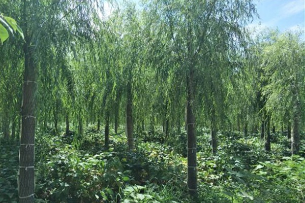 嫁接垂桺(liu)