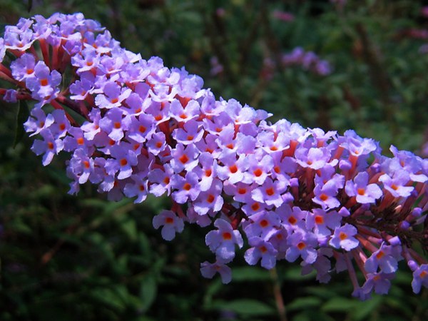 大(da)花(huā)醉魚草(cǎo)圖片