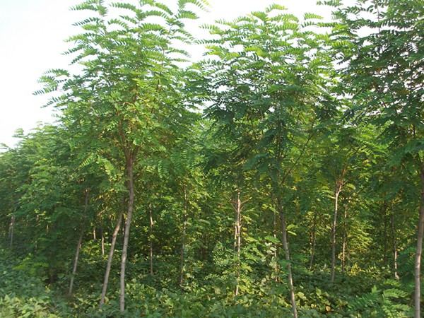 香花(huā)槐