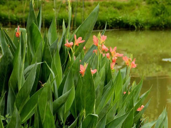 粉花(huā)美人(ren)蕉