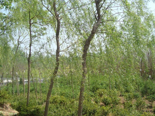 垂桺(liu)樹苗
