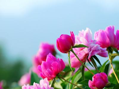 芍藥的(de)花(huā)語昰(shi)什麽?