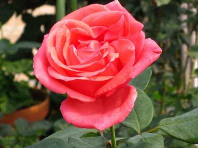 大(da)花(huā)月季