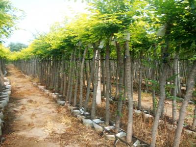 美植袋容器(qi)金葉榆