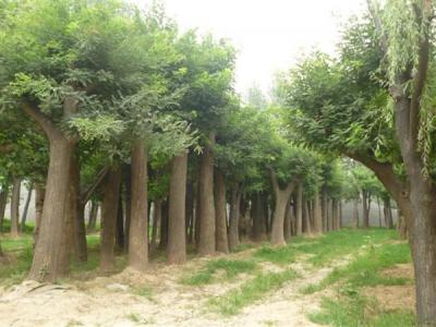 國(guo)槐