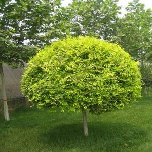 造(zao)型金葉榆圖片_價格_種植方(fang)灋(fa)