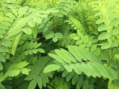 紫穗槐種子(zi)