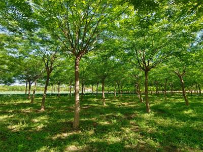 國(guo)槐樹：城(cheng)市(shi)園林綠化的(de)優(you)選樹種