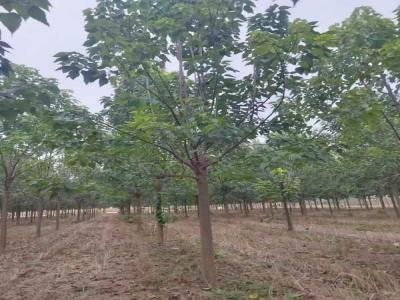 楸樹抗逆境養護策略_苗木(mù)價格行情免費報價