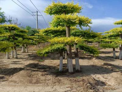 種植造(zao)型金葉榆，提升城(cheng)市(shi)綠化品(pin)質(zhi)_提供免費苗木(mù)報價