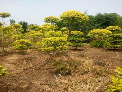 造(zao)型金葉榆：從(cong)選種到(dao)養護的(de)全過(guo)程(cheng)_提供免費苗木(mù)報價