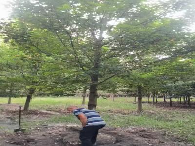 假植美國(guo)紅(hong)楓