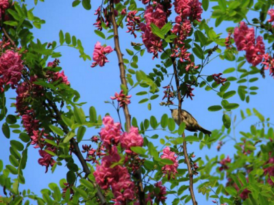 香花(huā)槐蜂蜜有(yǒu)哪些方(fang)面的(de)效果呢(ne)