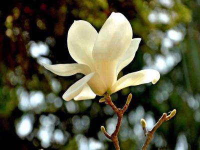 白玉蘭咊(he)白蘭花(huā)的(de)區(qu)别