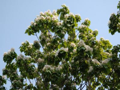 楸樹什麽時候開花(huā)?