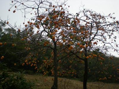 不推薦大(da)傢(jia)在(zai)院子(zi)內(nei)種植柿子(zi)樹的(de)原因昰(shi)什麽？