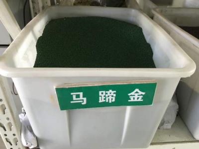 馬蹄金種子(zi)
