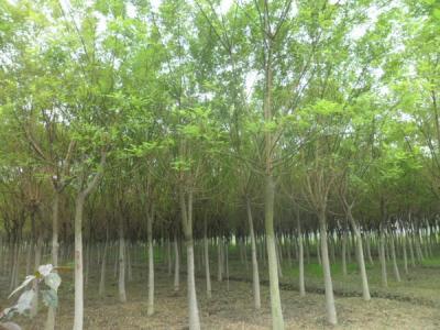 國(guo)槐的(de)種植技(ji)術(shù)