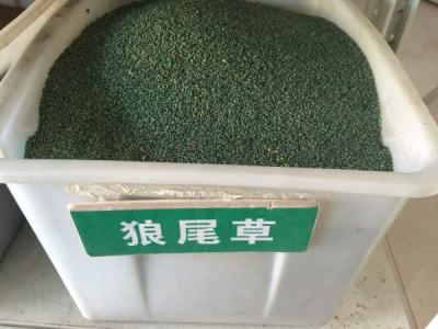 狼尾草(cǎo)種子(zi)