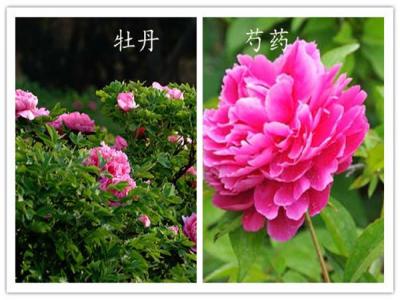 如何分(fēn)辨牡丹咊(he)芍藥？