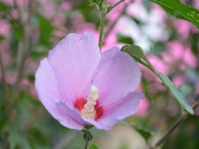 木(mù)槿花(huā)的(de)花(huā)語咊(he)傳(chuan)說