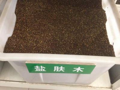 鹽膚木(mù)種子(zi)