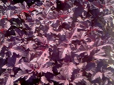 紫葉風箱果的(de)小(xiǎo)苗去哪裏能(néng)買得到(dao) ?