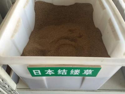 結縷草(cǎo)種子(zi)