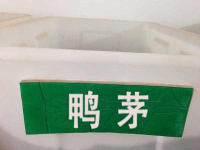 鴨茅種子(zi)