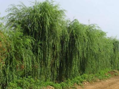 垂桺(liu)樹苗的(de)購(gòu)買