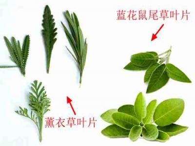 藍花(huā)鼠尾草(cǎo)與薰衣草(cǎo)的(de)區(qu)别