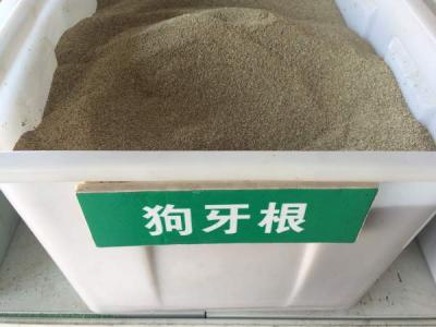 狗牙根種子(zi)