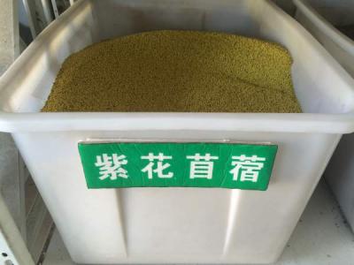 紫花(huā)苜蓿種子(zi)