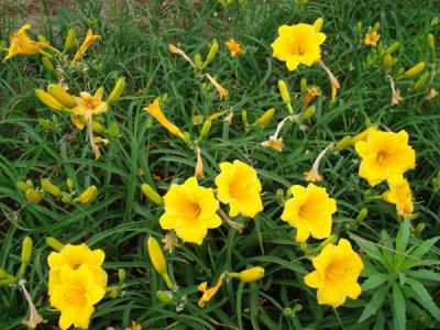 金娃娃萱草(cǎo)咊(he)大(da)花(huā)萱草(cǎo)有(yǒu)什麽區(qu)别