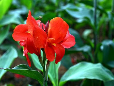 美人(ren)蕉什麽時候開花(huā)