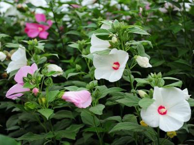 大(da)花(huā)秋葵