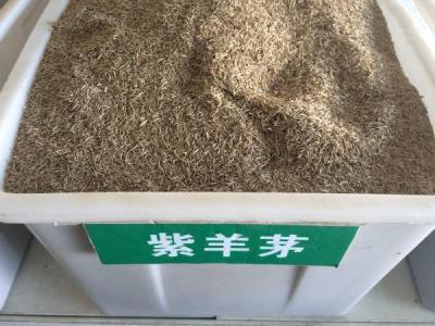 紫羊茅種子(zi)
