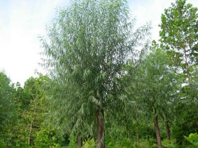 旱桺(liu)咊(he)饅頭桺(liu)的(de)區(qu)别在(zai)哪裏