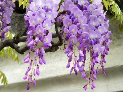 紫藤什麽時候開花(huā)？紫藤花(huā)的(de)花(huā)語昰(shi)什麽？