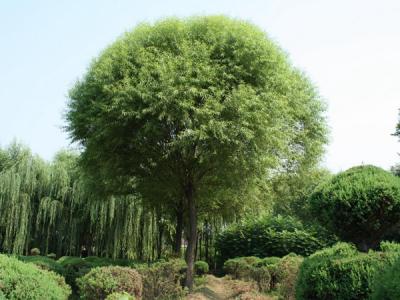 饅頭桺(liu)